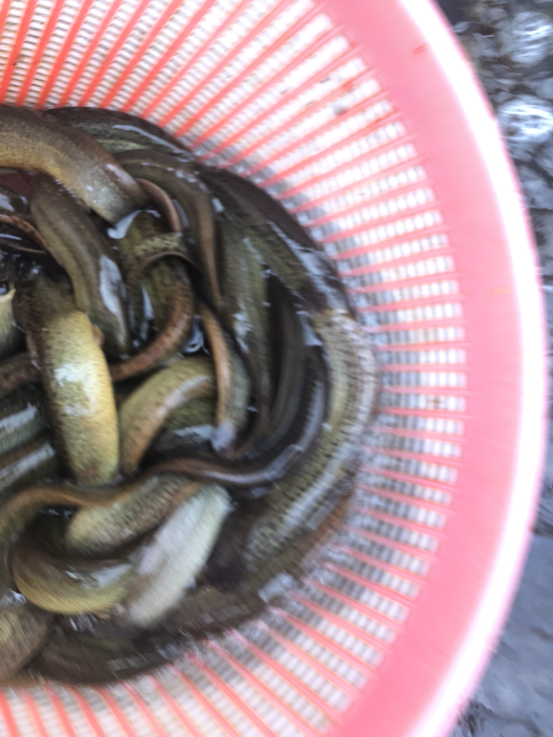 台湾泥鳅，养殖泥鳅，一斤10尾一20尾，黄色。