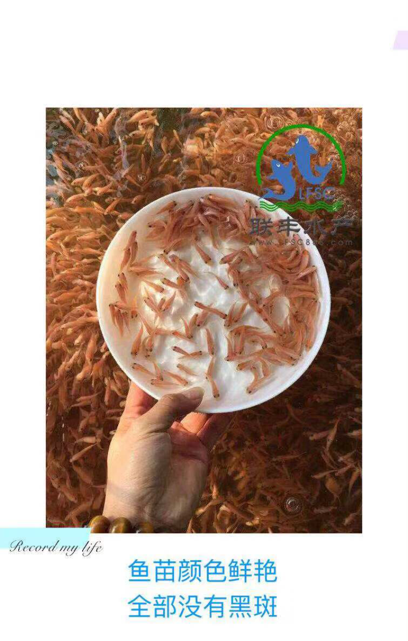 星洲红罗非鱼苗大量供应5