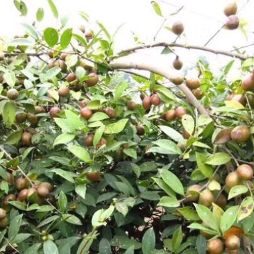 宁化茶油