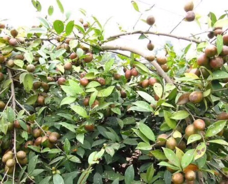 宁化茶油