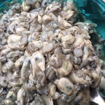 原浆海蛎子