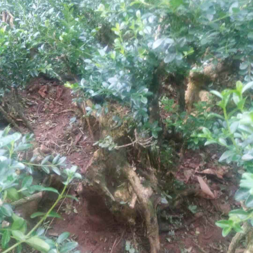 黄杨木，黄杨盆景，黄杨树桩，黄杨老桩，黄杨