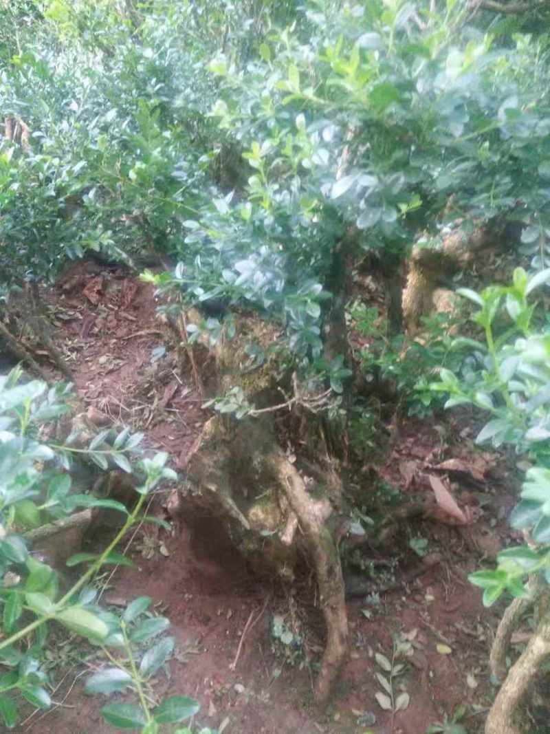 黄杨木，黄杨盆景，黄杨树桩，黄杨老桩，黄杨