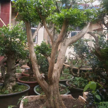 黄杨盆景，黄杨木，黄杨盆栽，地栽，老桩，熟桩，下山桩
