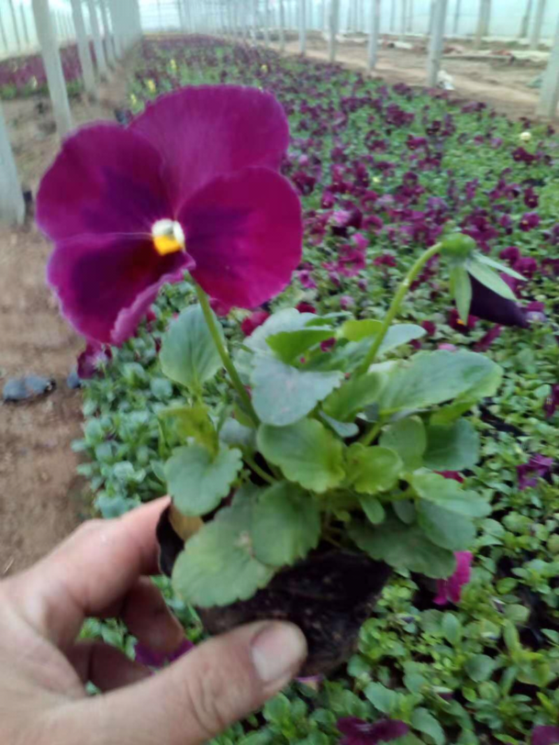 优质耐寒绿化工程草花大量有货，三色堇