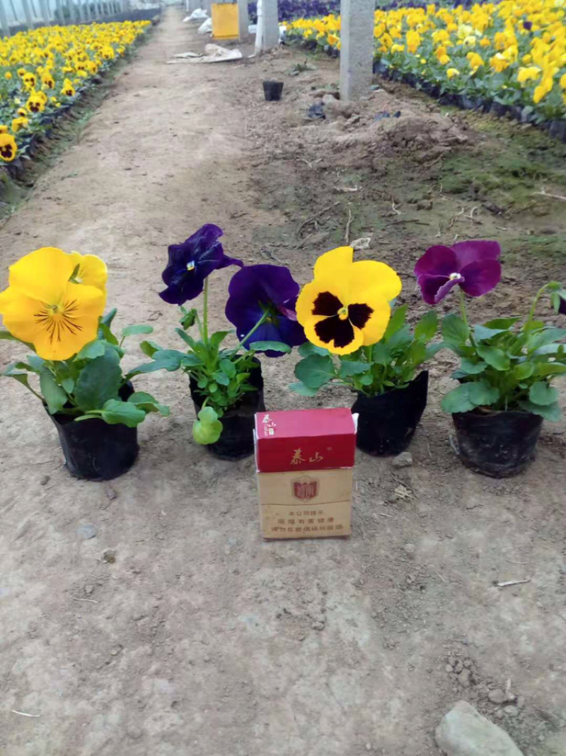 优质耐寒绿化工程草花大量有货，三色堇