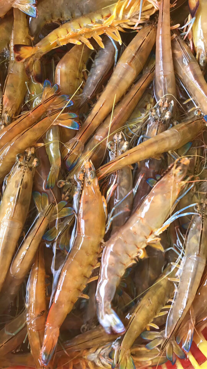 深海海鲜，虾，各种海虾批发