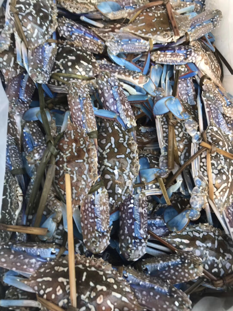 深海海鲜，虾，各种海虾批发