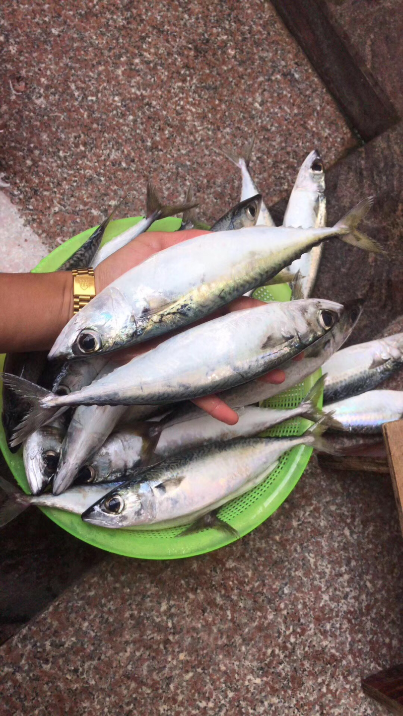 深海海鲜，虾，各种海虾批发