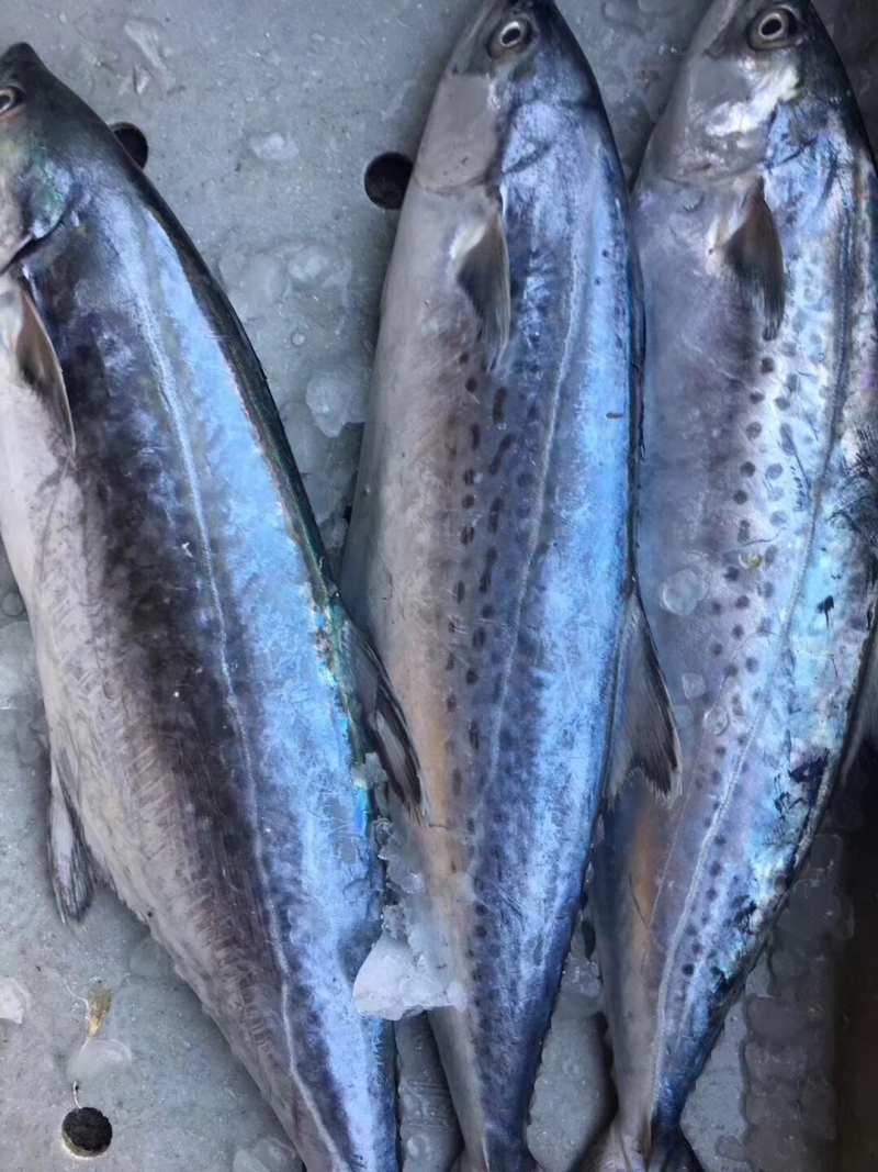 深海海鲜，虾，各种海虾批发