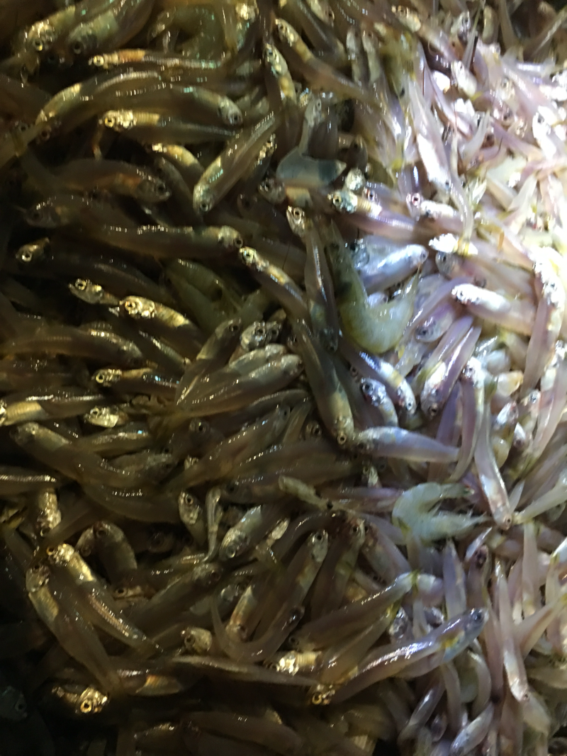 深海海鲜，虾，各种海虾批发