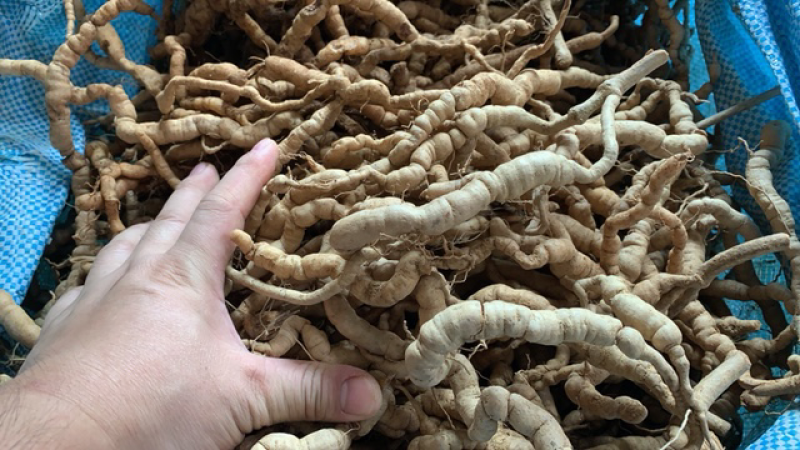新鲜巴戟天中统现货供应