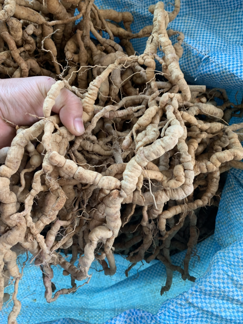 新鲜巴戟天中统现货供应