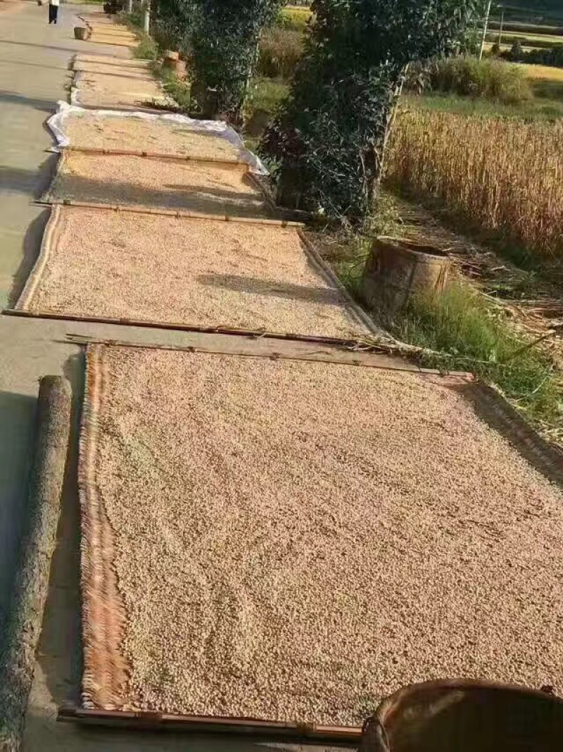 正宗宁化糯薏米