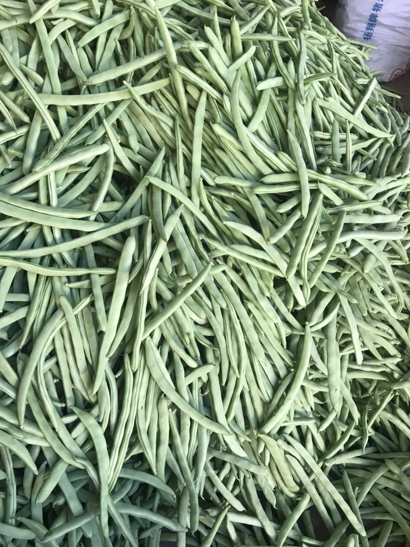 四季豆
