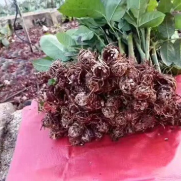 玫瑰种苗十到四十公分