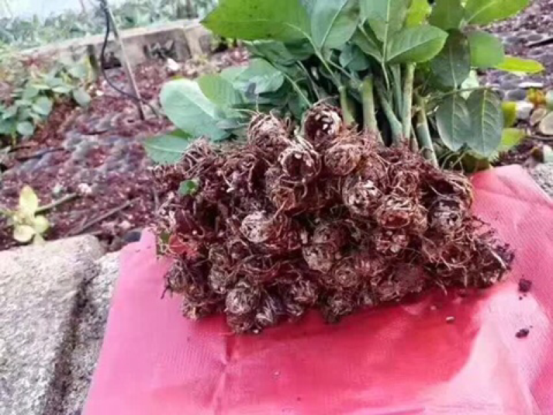 玫瑰种苗十到四十公分