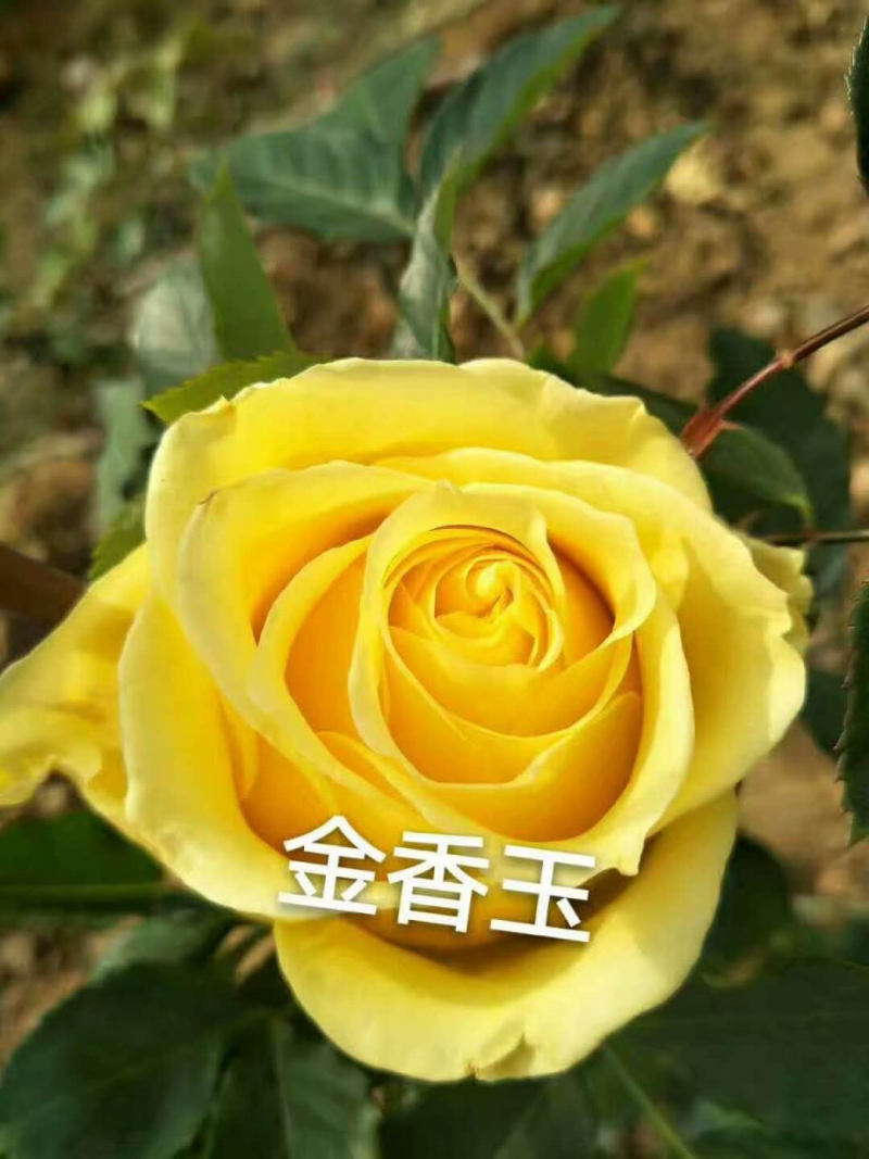 玫瑰种苗十到四十公分