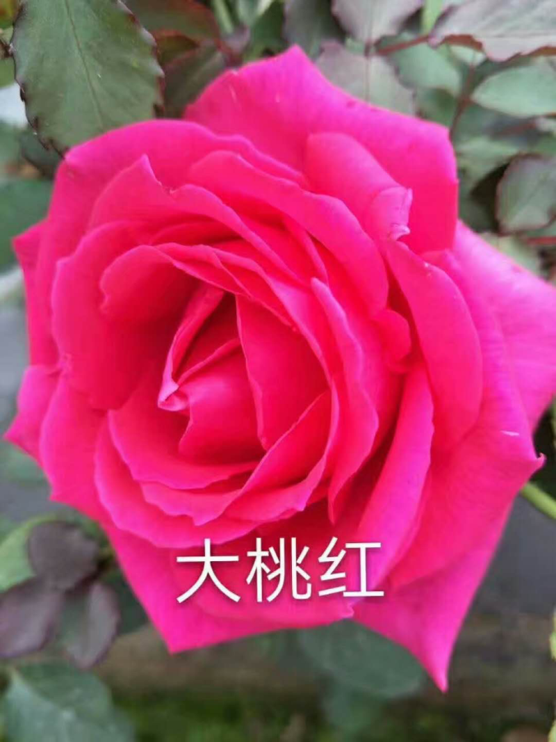 玫瑰种苗十到四十公分