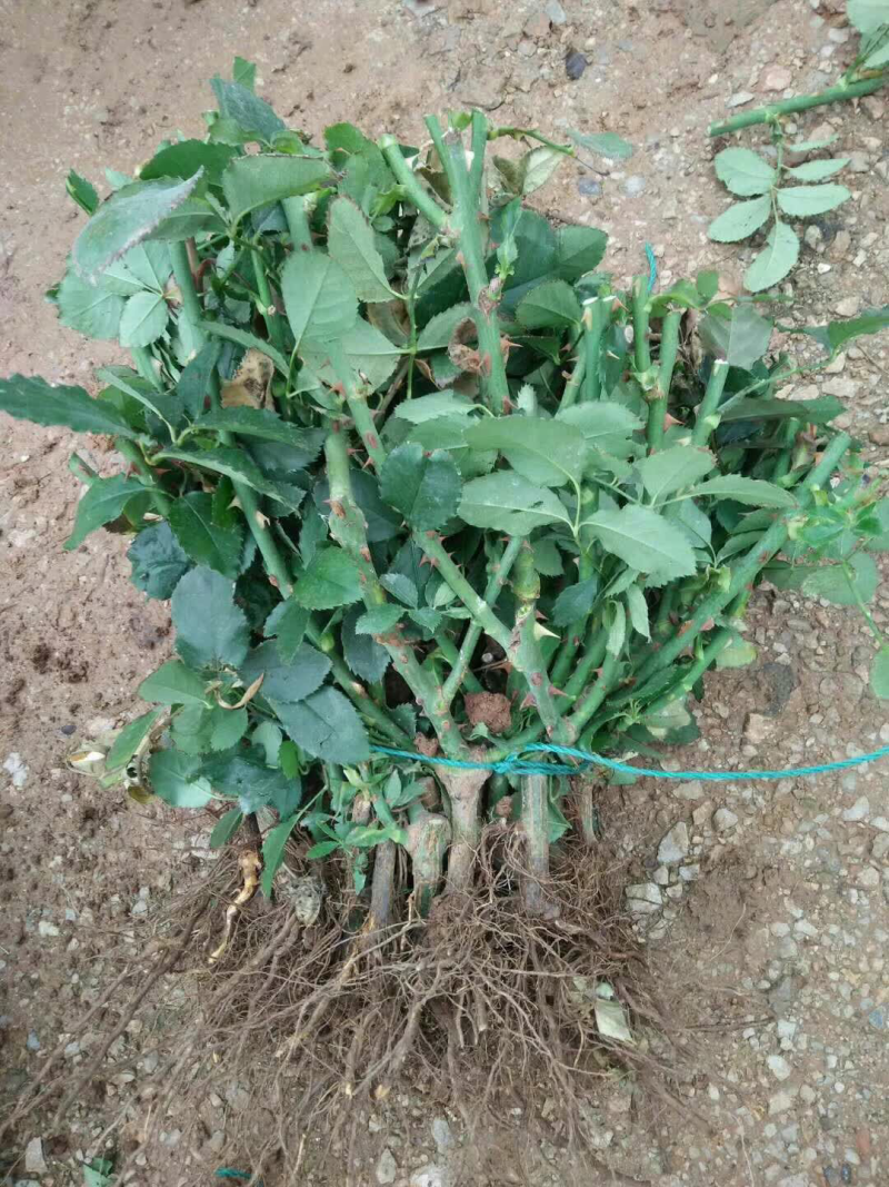 玫瑰种苗十到四十公分