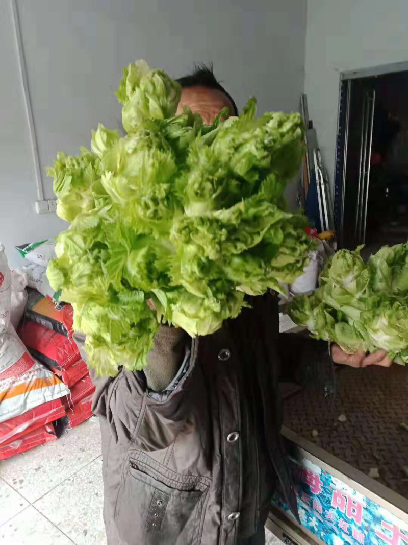 儿菜