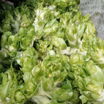 儿菜
