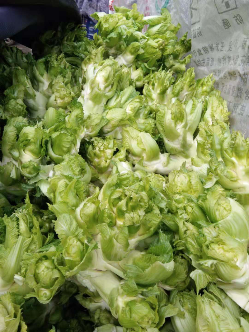 儿菜