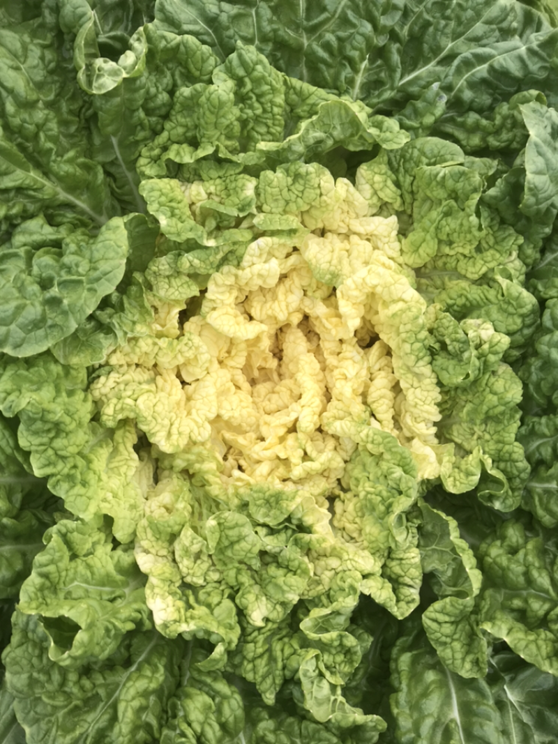 黄芽白菜