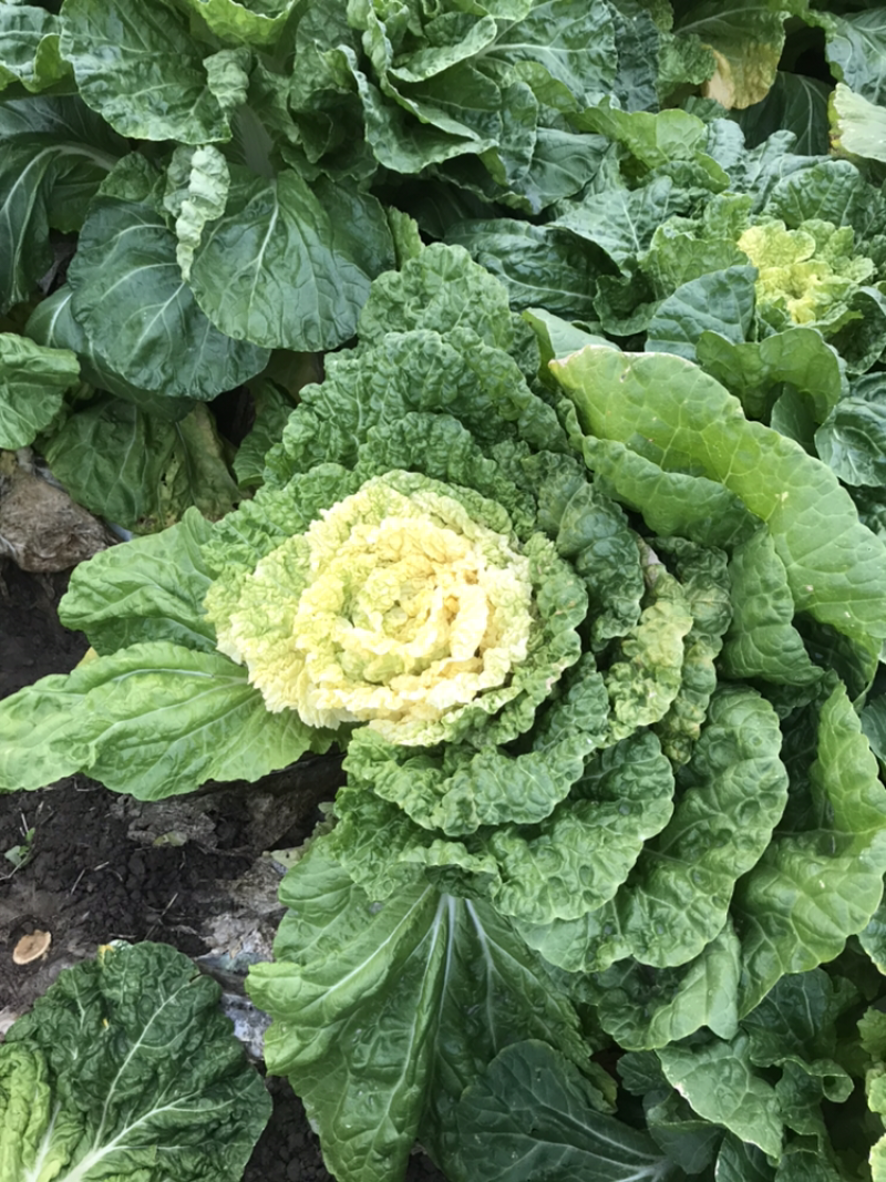 黄芽白菜