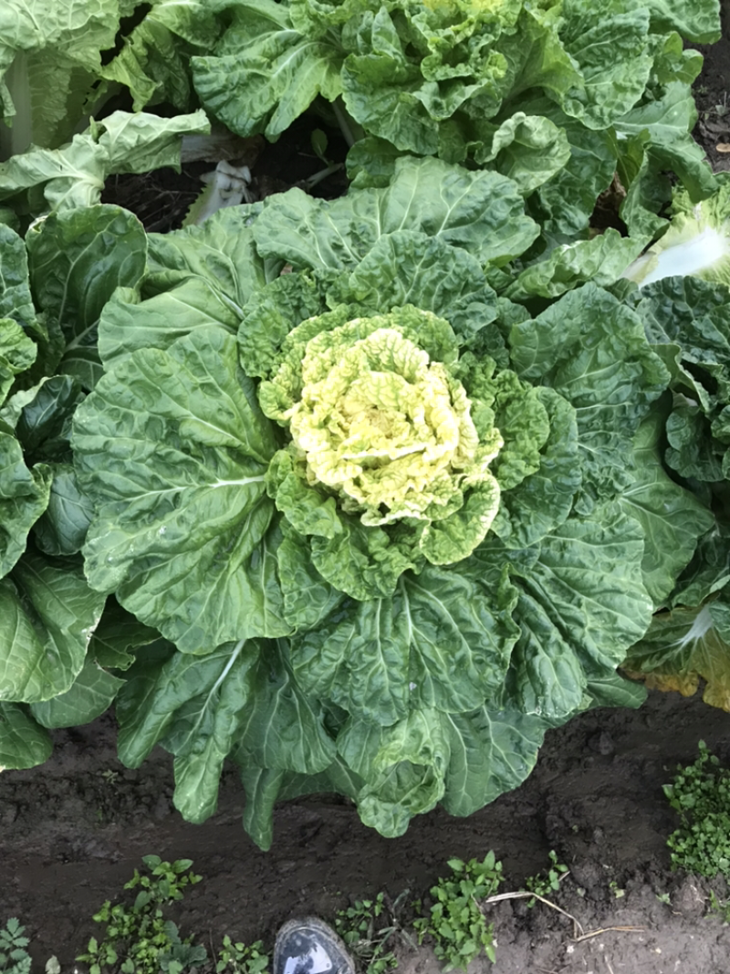 黄芽白菜