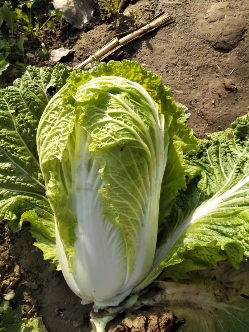 白菜青杂三号