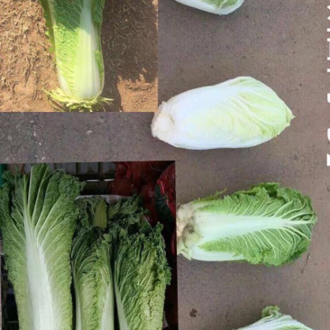 白菜精品各种品种白菜基地、价格不高