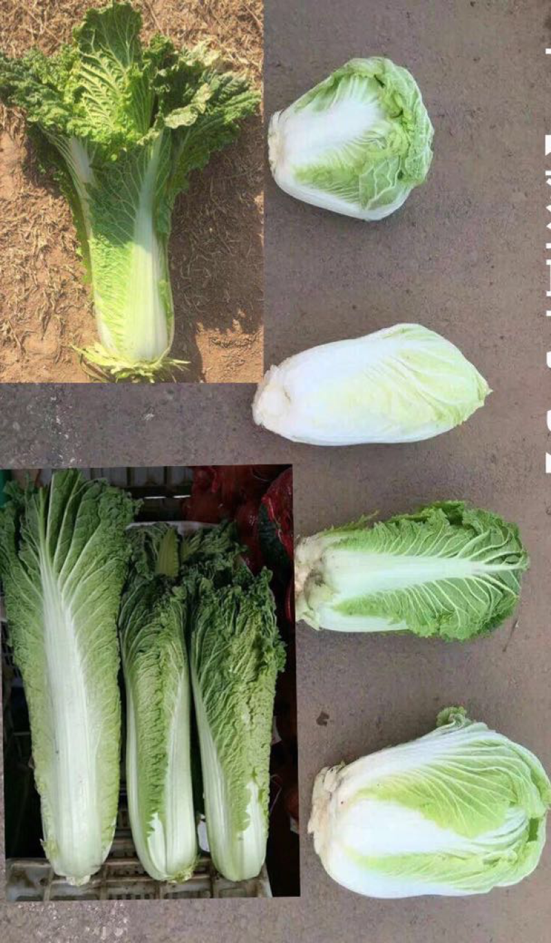 白菜精品各种品种白菜基地、价格不高