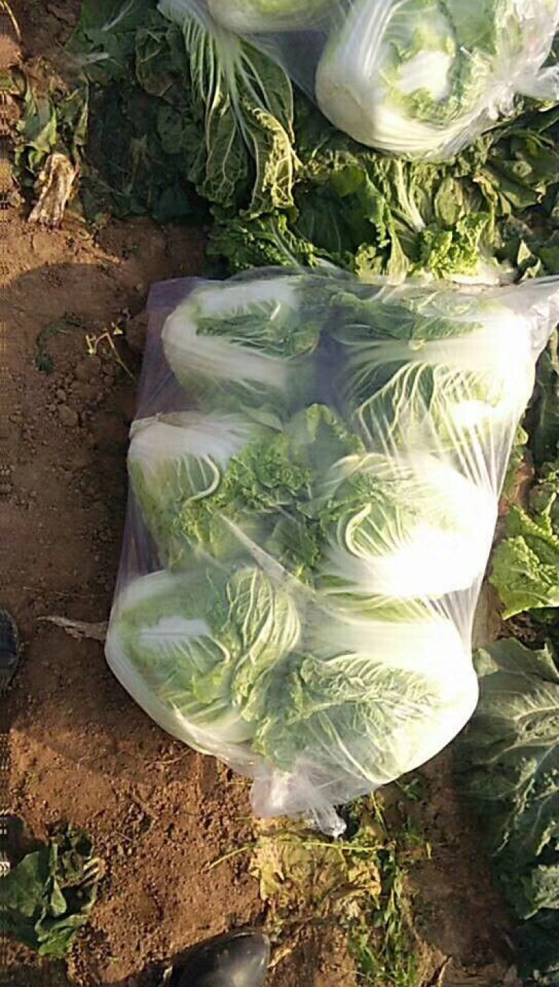 白菜精品各种品种白菜基地、价格不高