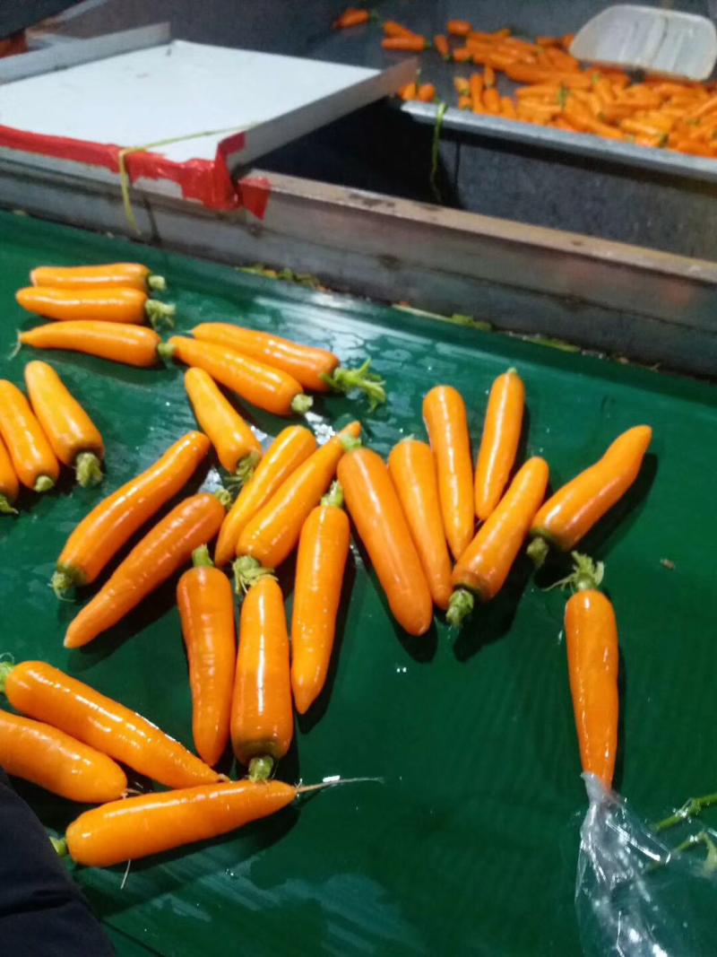 胡萝卜精品水洗货土货都有、价格不高