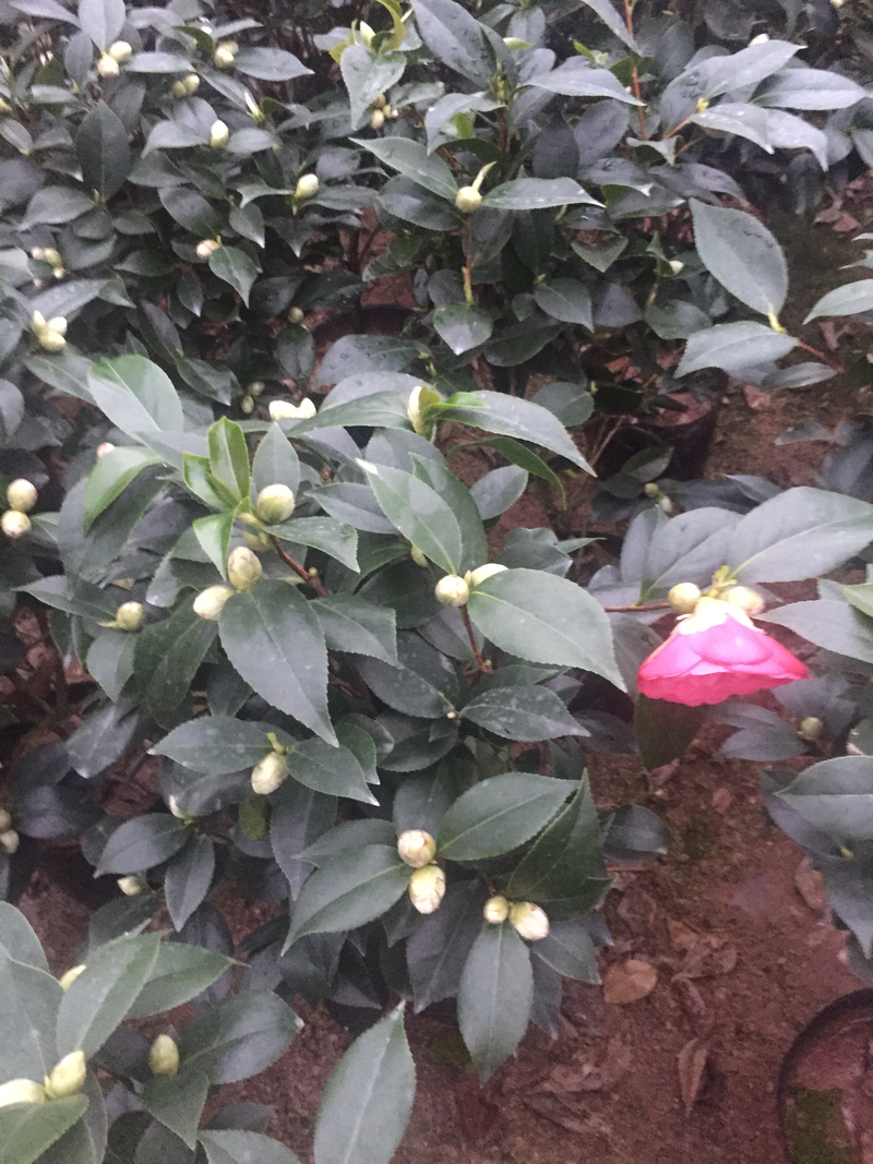 红赤丹山茶花（190杯）盆栽花卉植物四季常青园林绿化苗木
