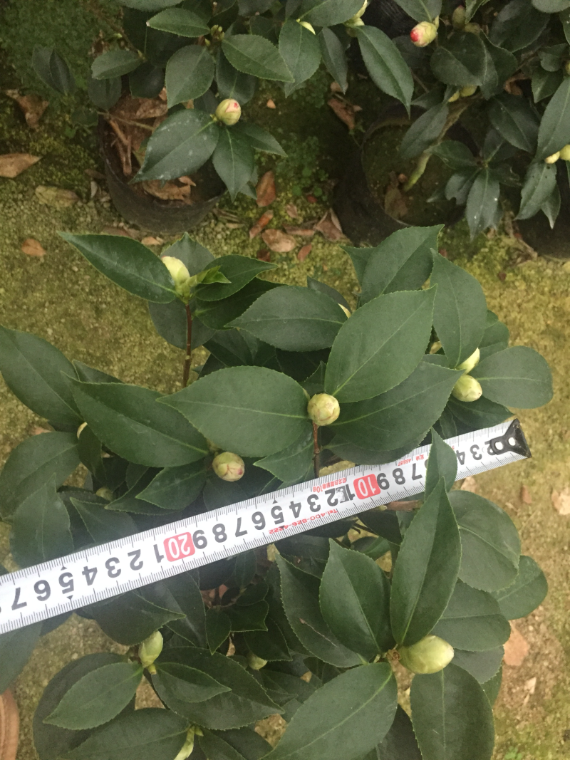 红赤丹山茶花（190杯）盆栽花卉植物四季常青园林绿化苗木