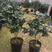 红赤丹山茶花（190杯）盆栽花卉植物四季常青园林绿化苗木