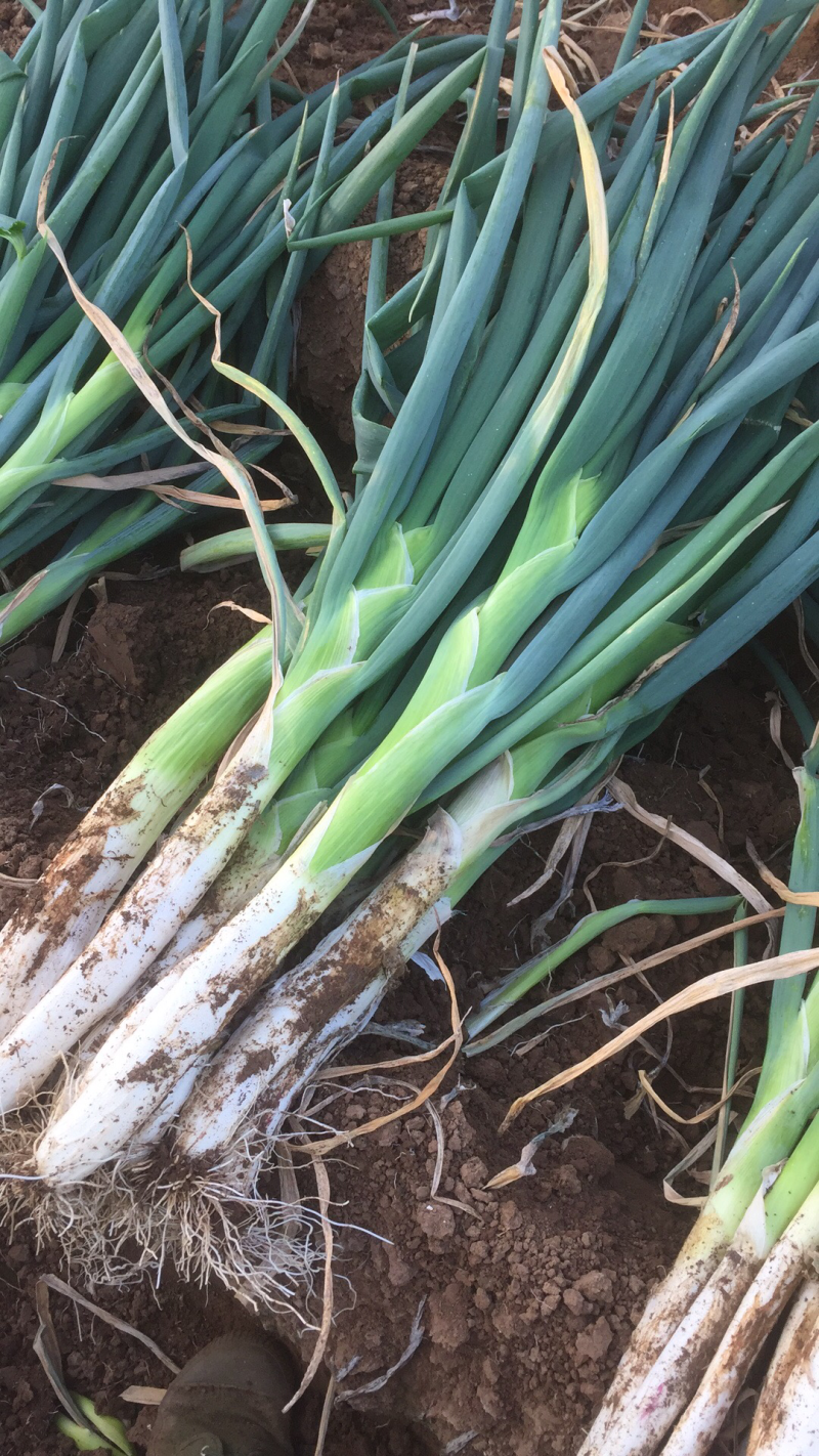 自家种植的长白大葱大量供应中