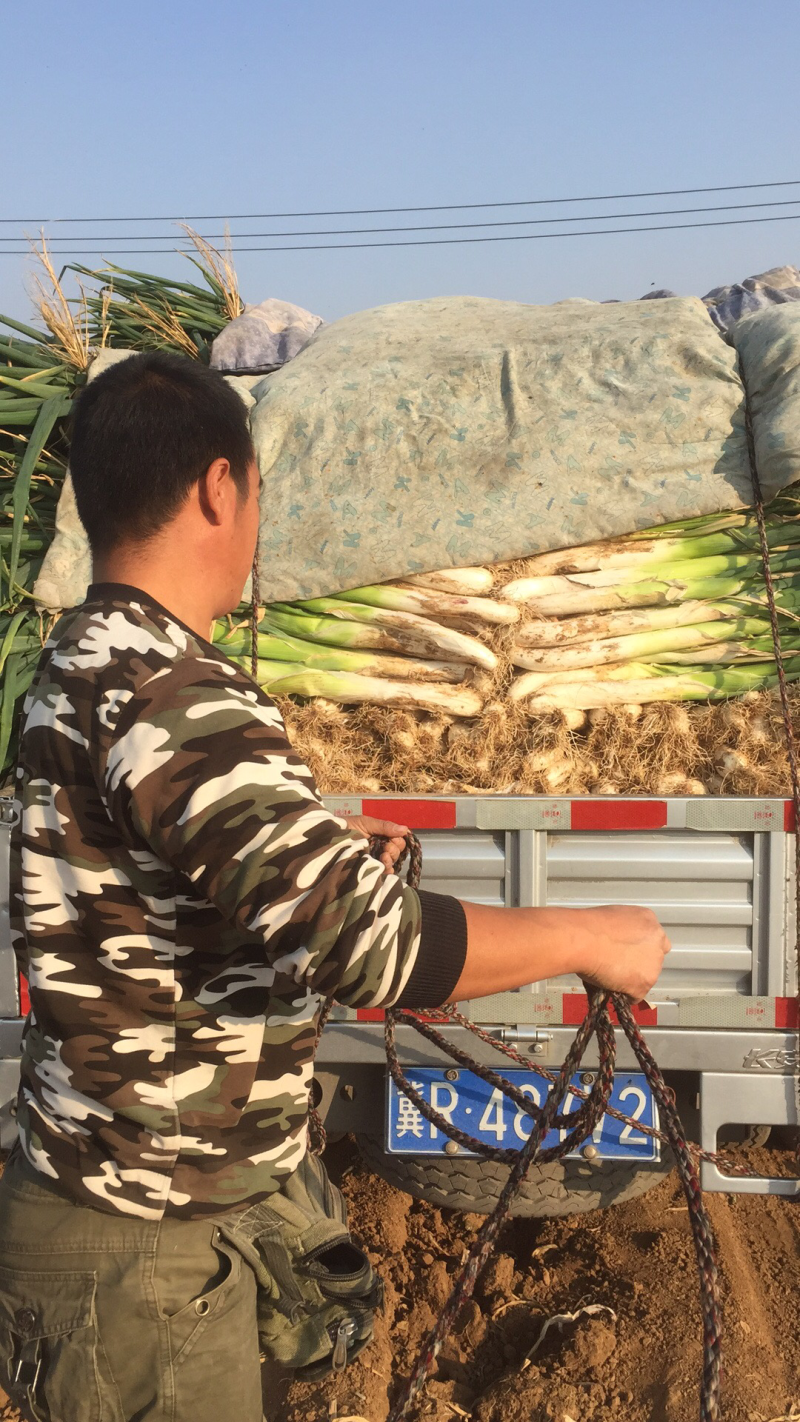 自家种植的长白大葱大量供应中