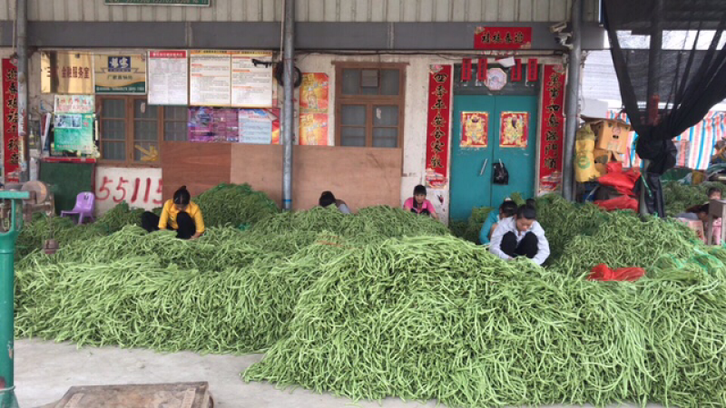 广西合浦四季豆大量现货！欢迎全国各地老板视察与采购
