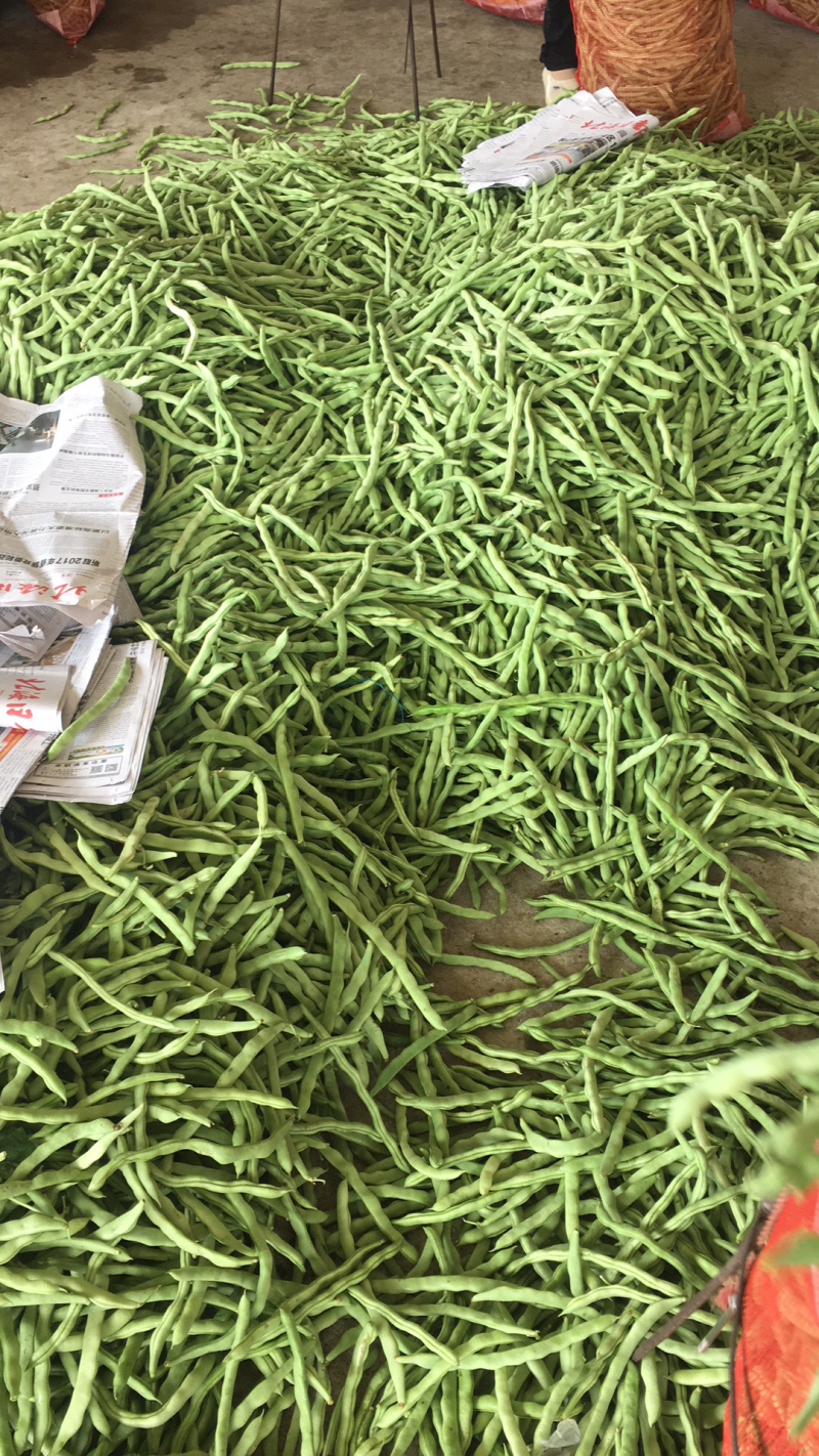 广西合浦四季豆大量现货！欢迎全国各地老板视察与采购