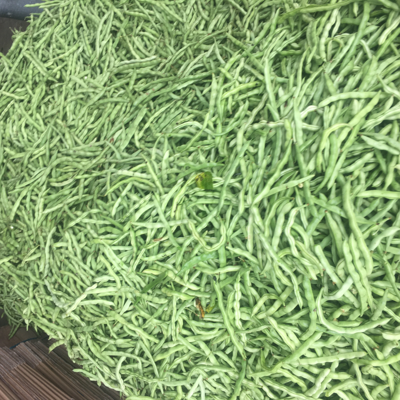 广西合浦四季豆大量现货！欢迎全国各地老板视察与采购