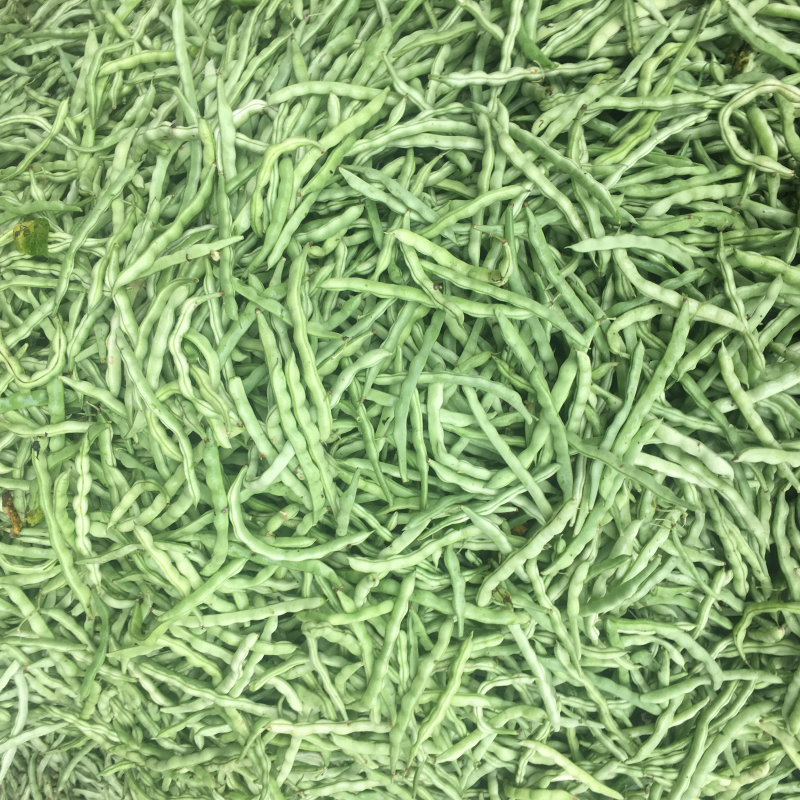 广西合浦四季豆大量现货！欢迎全国各地老板视察与采购