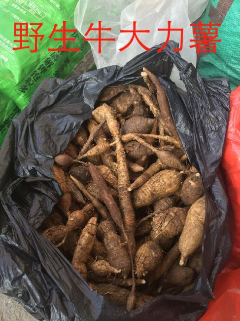广西马山县野生黑皮牛大力