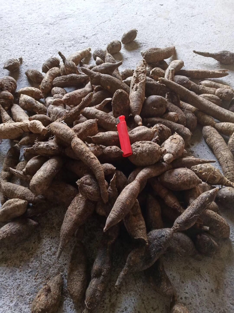 广西马山县野生黑皮牛大力