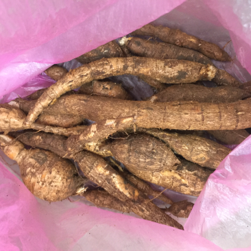 广西马山县野生黑皮牛大力