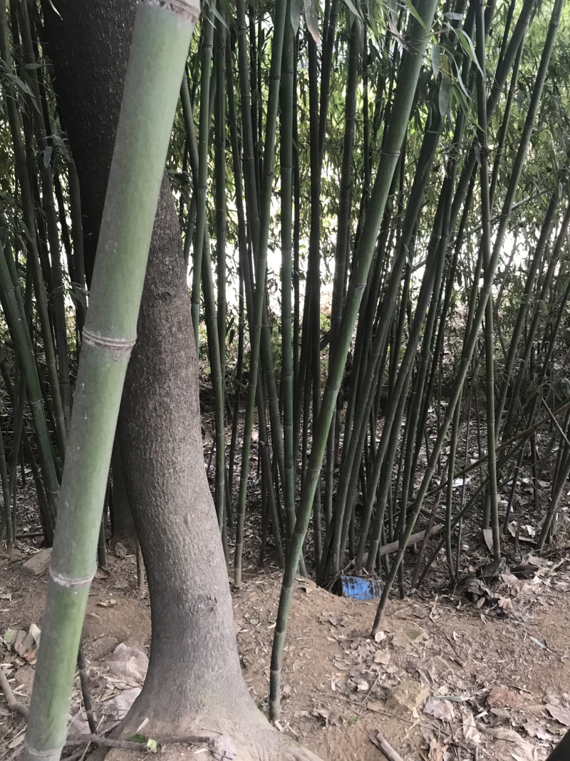 菜竹架