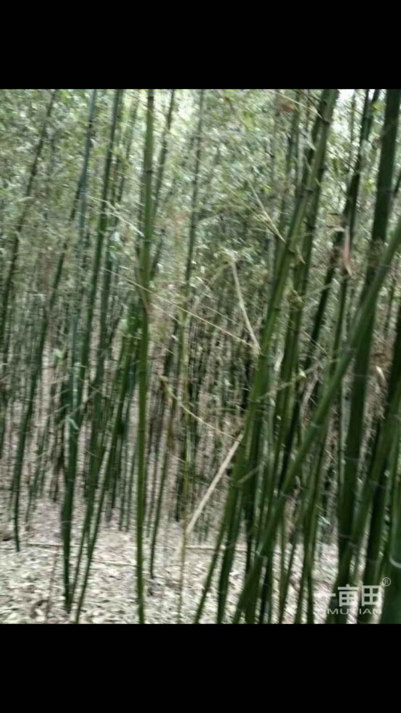 菜竹架