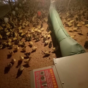 畜牧养殖育雏取暖加温设备养殖暖风机电热风炉